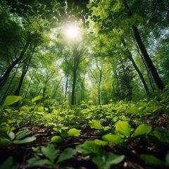 Столп личности 丙寅 Огонь Ян на Тигре в БаЦзы - солнце, пробивающее сквозь зелёную листву